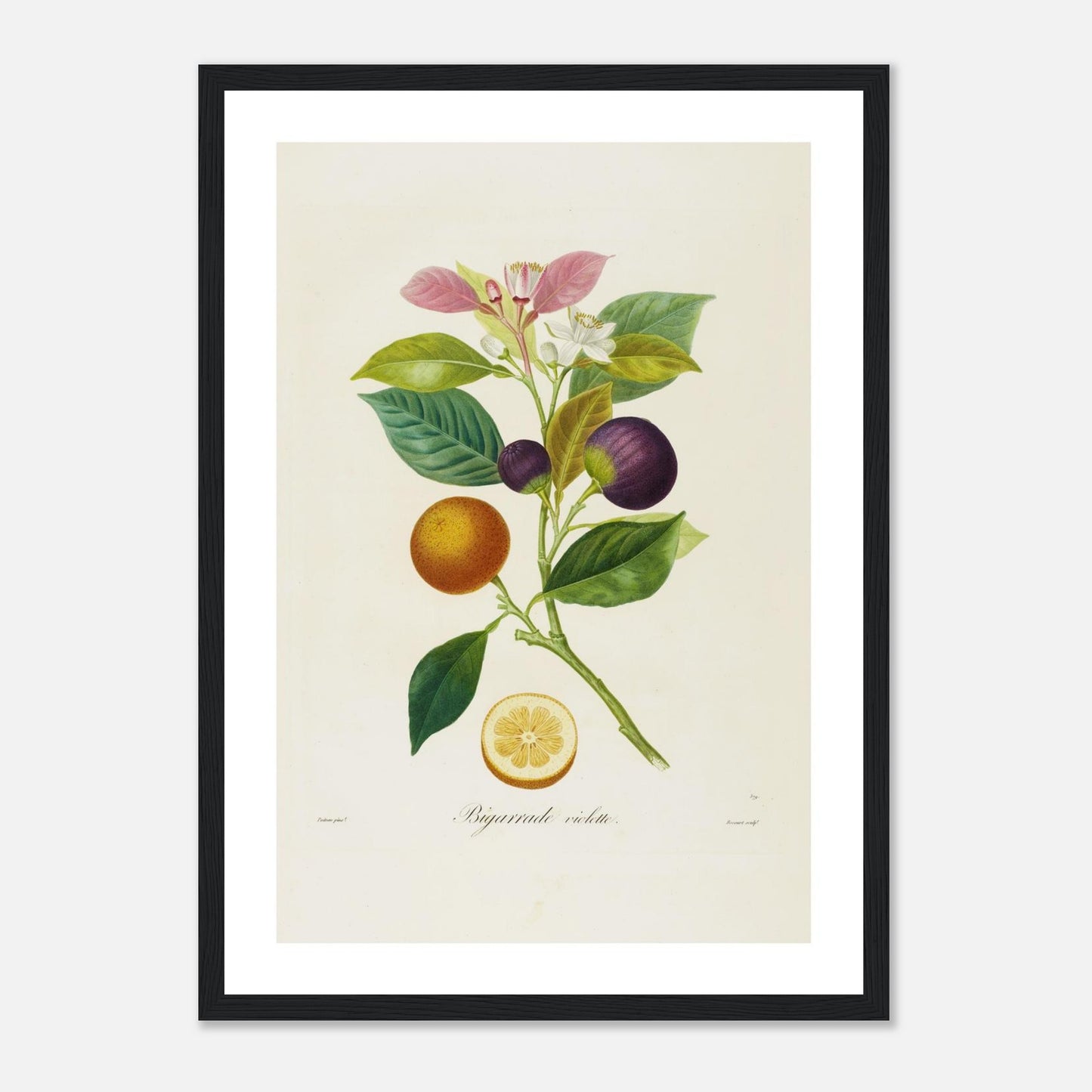 Orange Bigarrade Violette – A3 - cadre bois noir