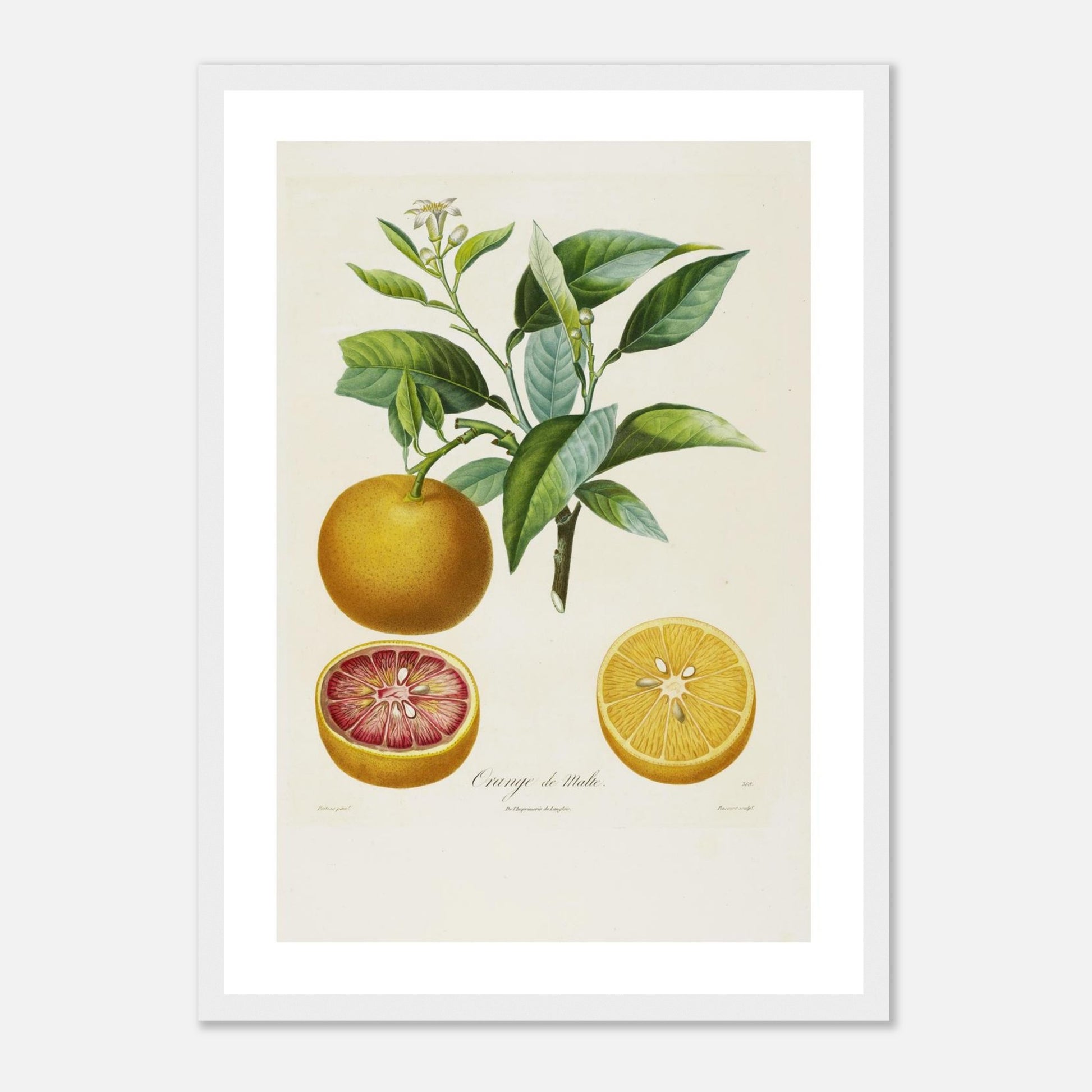 Orange de Malte Affiche A3 cadre bois blanc