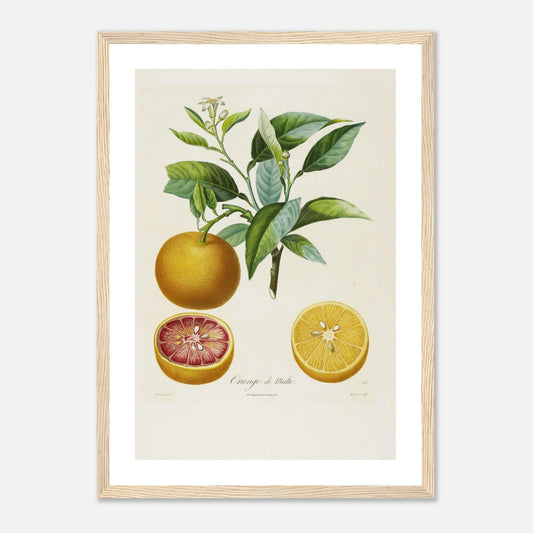 Orange de Malte Affiche A3 cadre bois clair