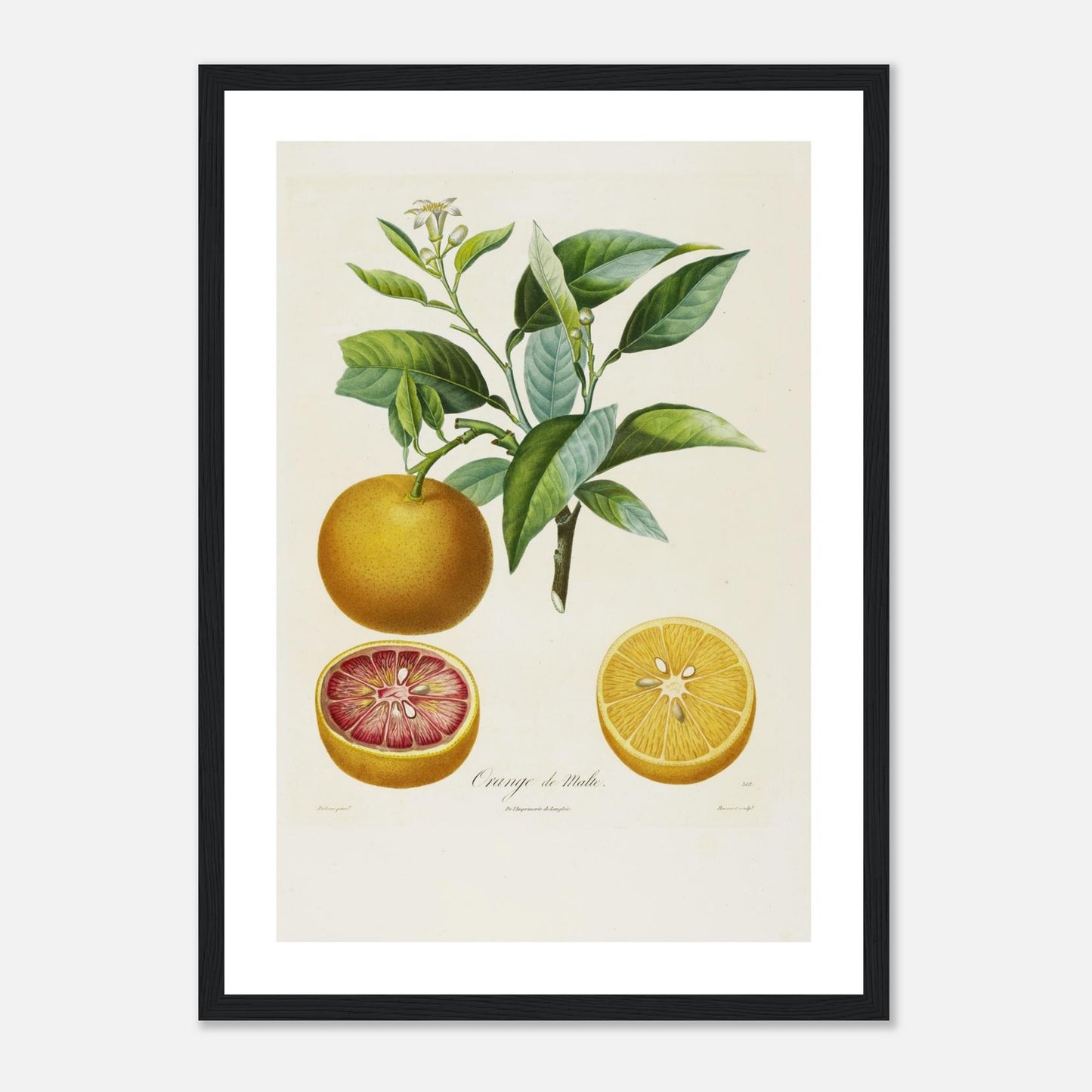 Orange de Malte Affiche A3 cadre bois noir