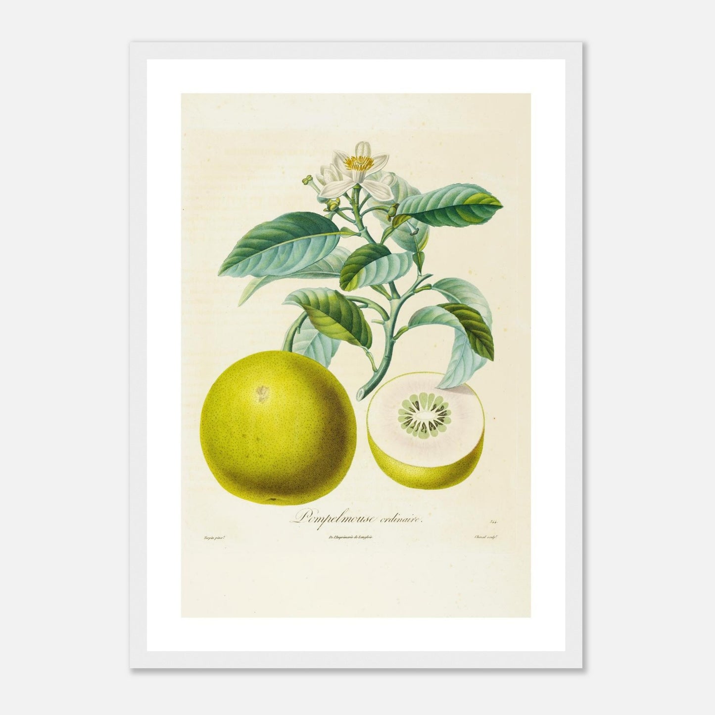 Pamplemousse ordinaire - Affiche A3 - cadre bois blanc