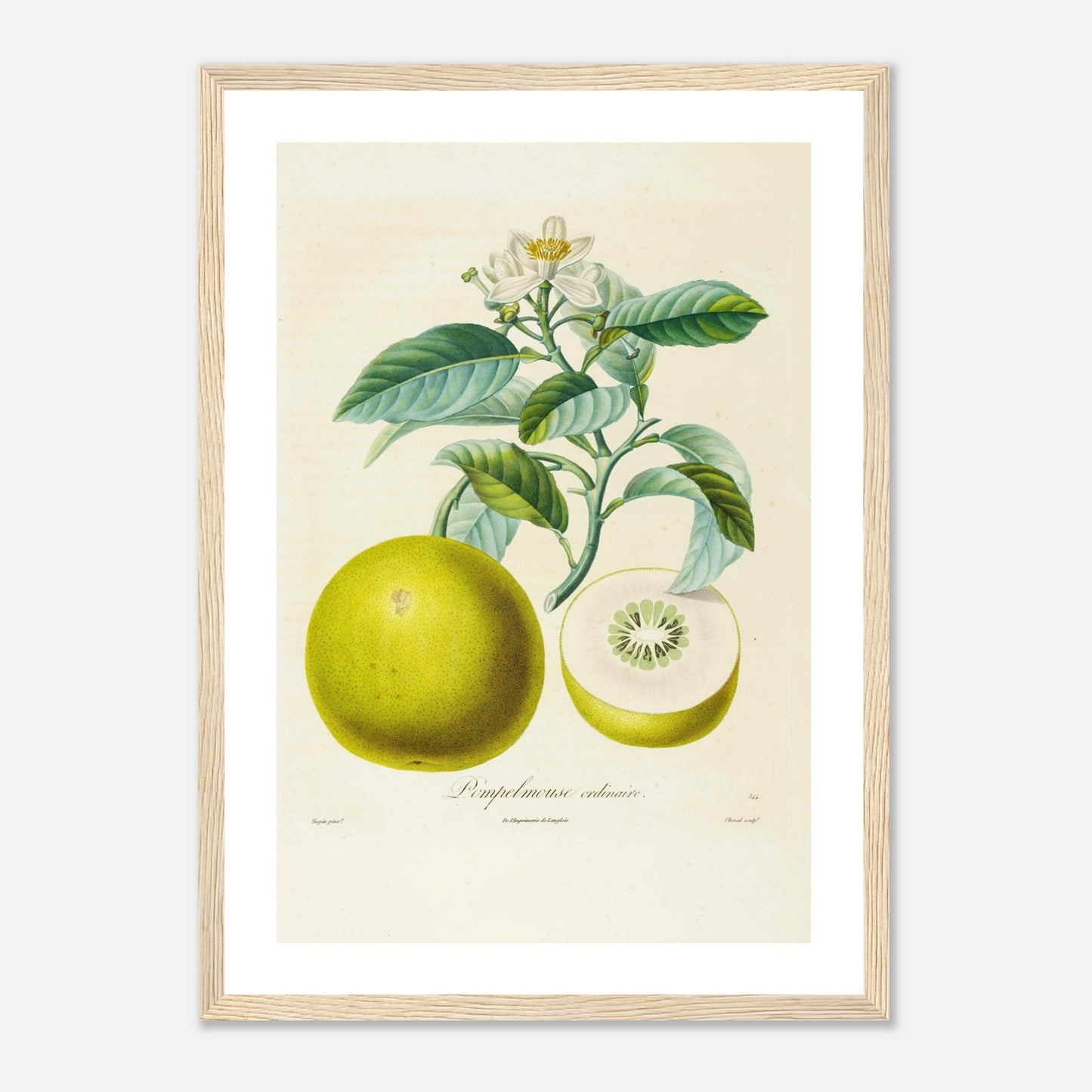 Pamplemousse ordinaire - Affiche A3 - cadre bois clair
