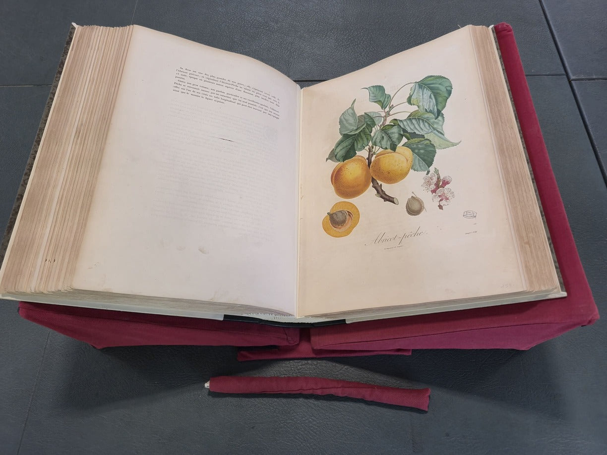 Pierre-Antoine Poiteau Pomologie Française illustration Abricot