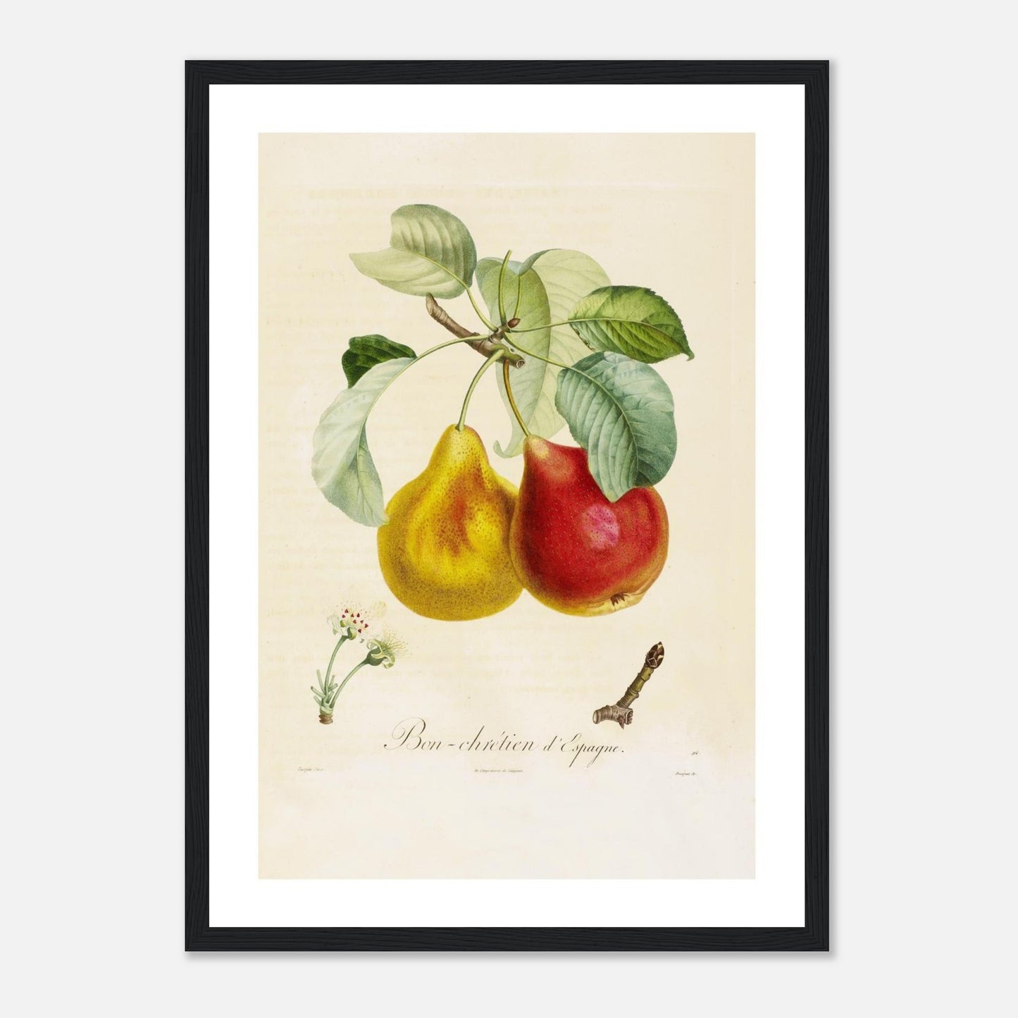 Poire Bon-Chrétien d’Espagne Affiche A3 cadre bois noir