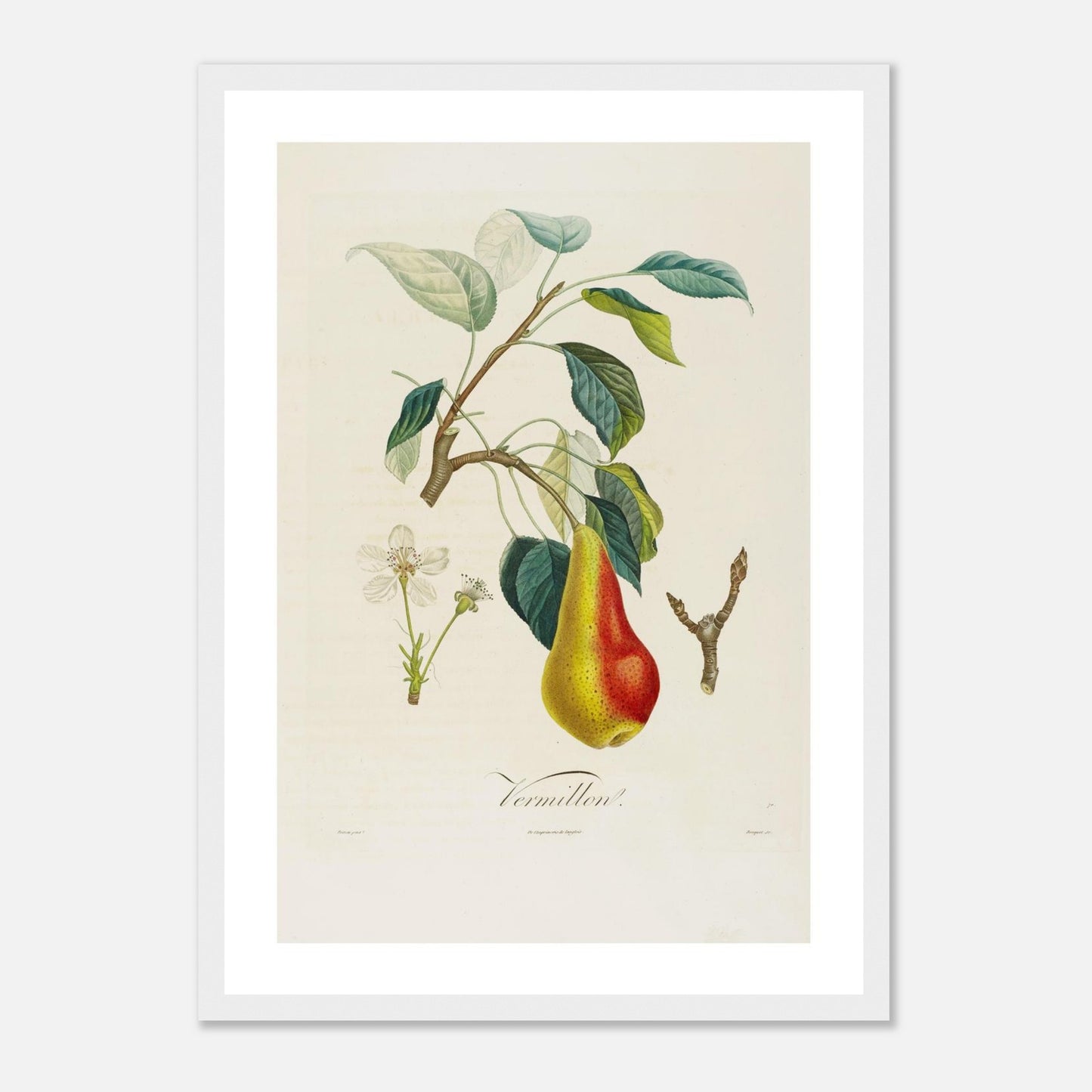 Poire Vermillon Affiche A3 cadre bois blanc