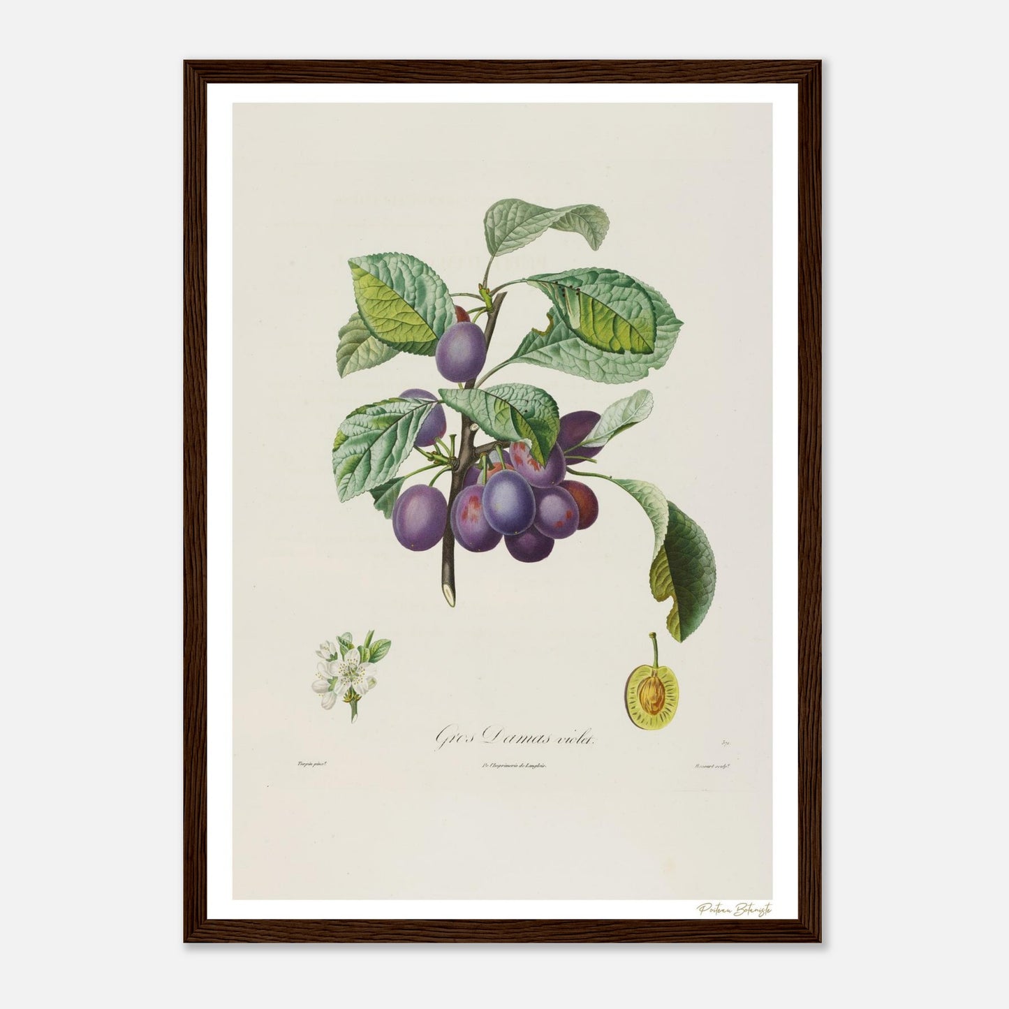 Affiche Botanique Prune Gros Damas violet - format A3, cadre bois
