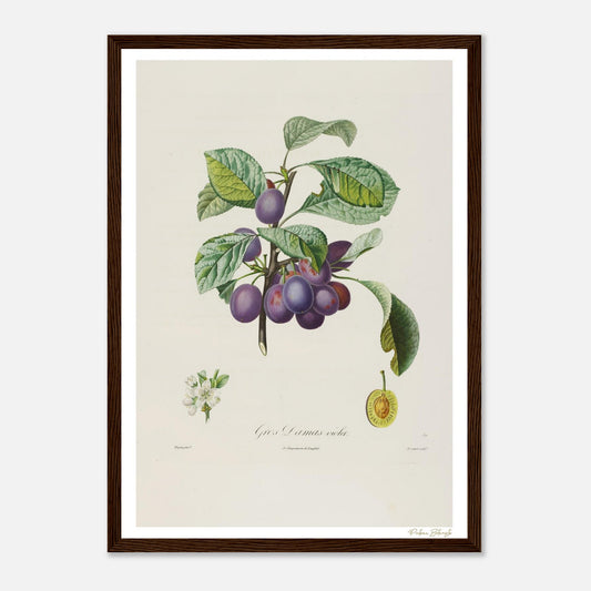 Affiche Botanique Prune Gros Damas violet - format A3, cadre bois