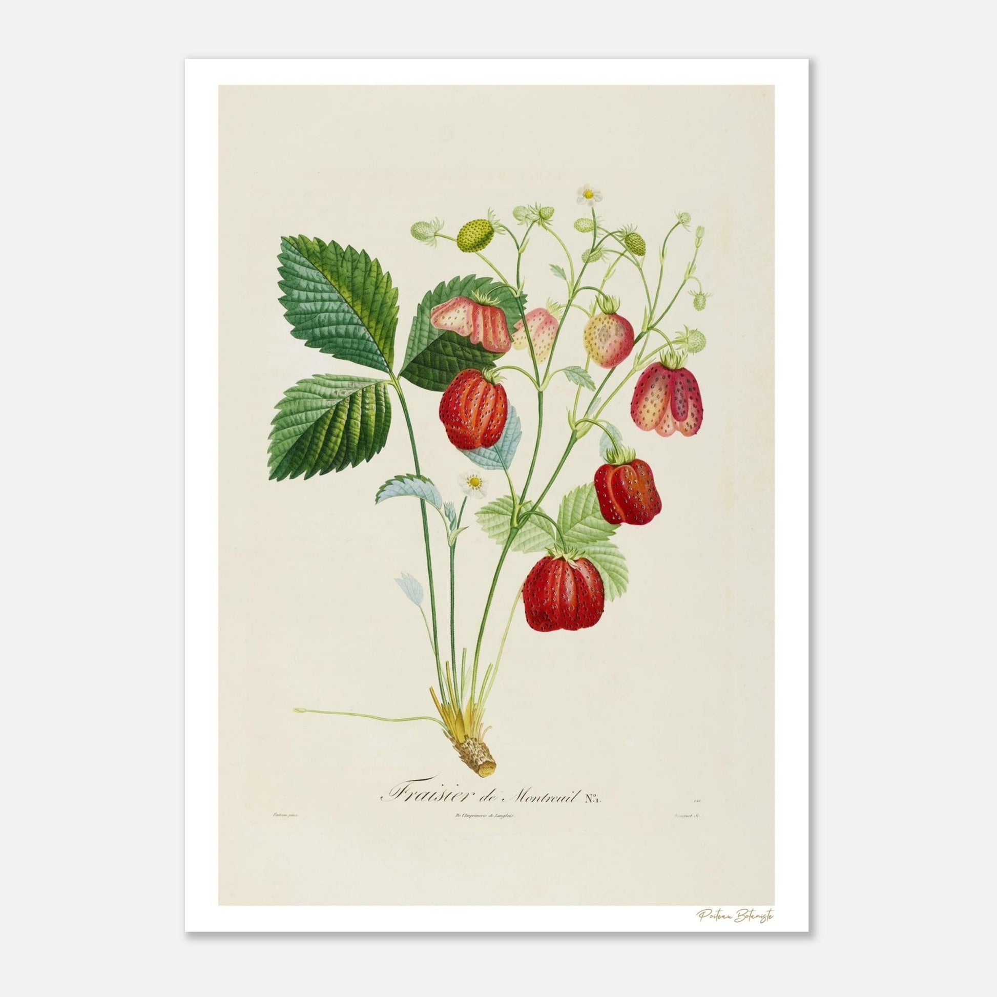 Planche botanique Fraise de Montreuil, Fragaria portentosa. Illustration Fine Art 50×70 cm extraite du Traité des Arbres Fruitiers de Poiteau.