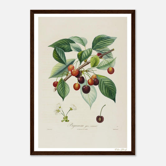 Affiche Botanique Cerise Bigarreau Gros Cœuret - format A3, cadre bois