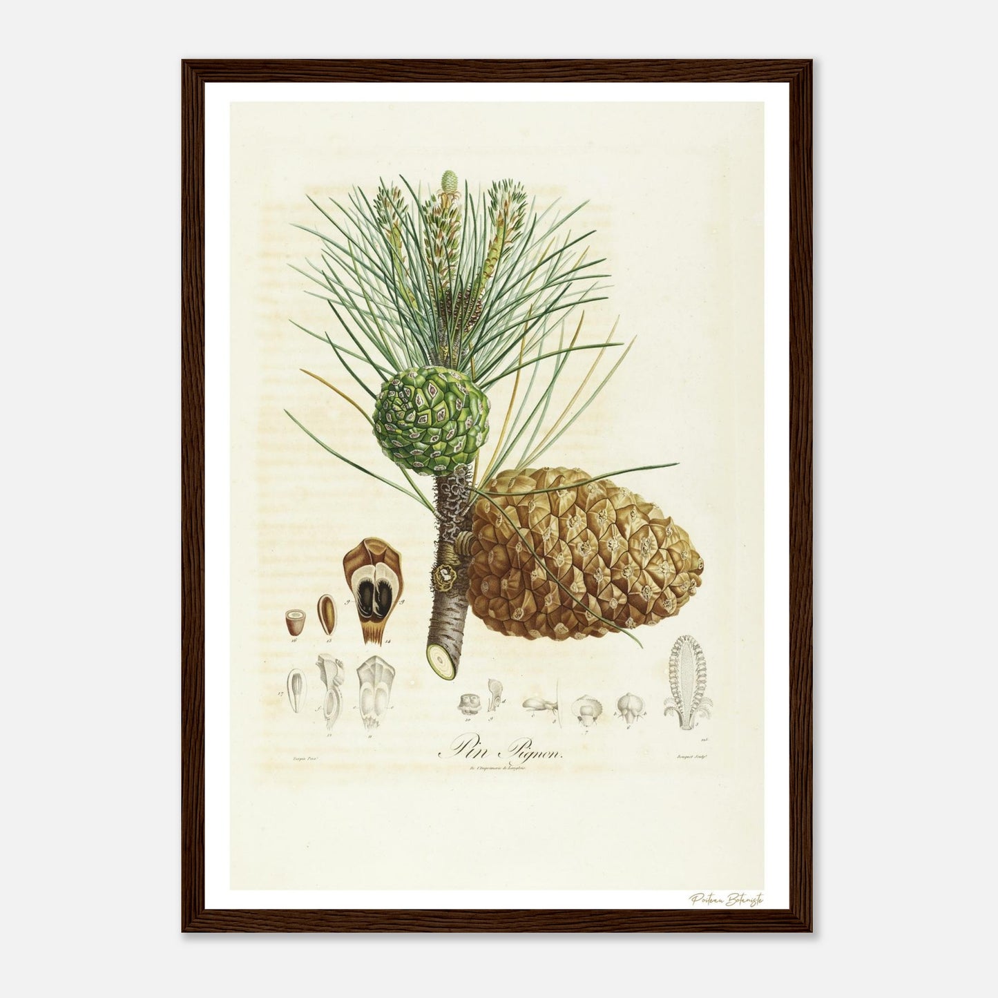 Affiche Botanique Pin Pignon - format A3, cadre bois