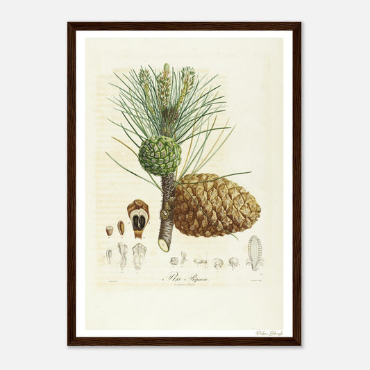 Affiche Botanique Pin Pignon - format A3, cadre bois