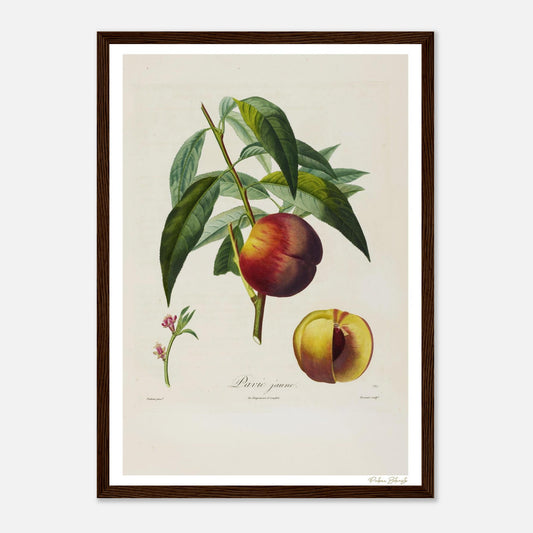 Affiche Botanique Pêche Pavie Jaune - format A3, cadre bois