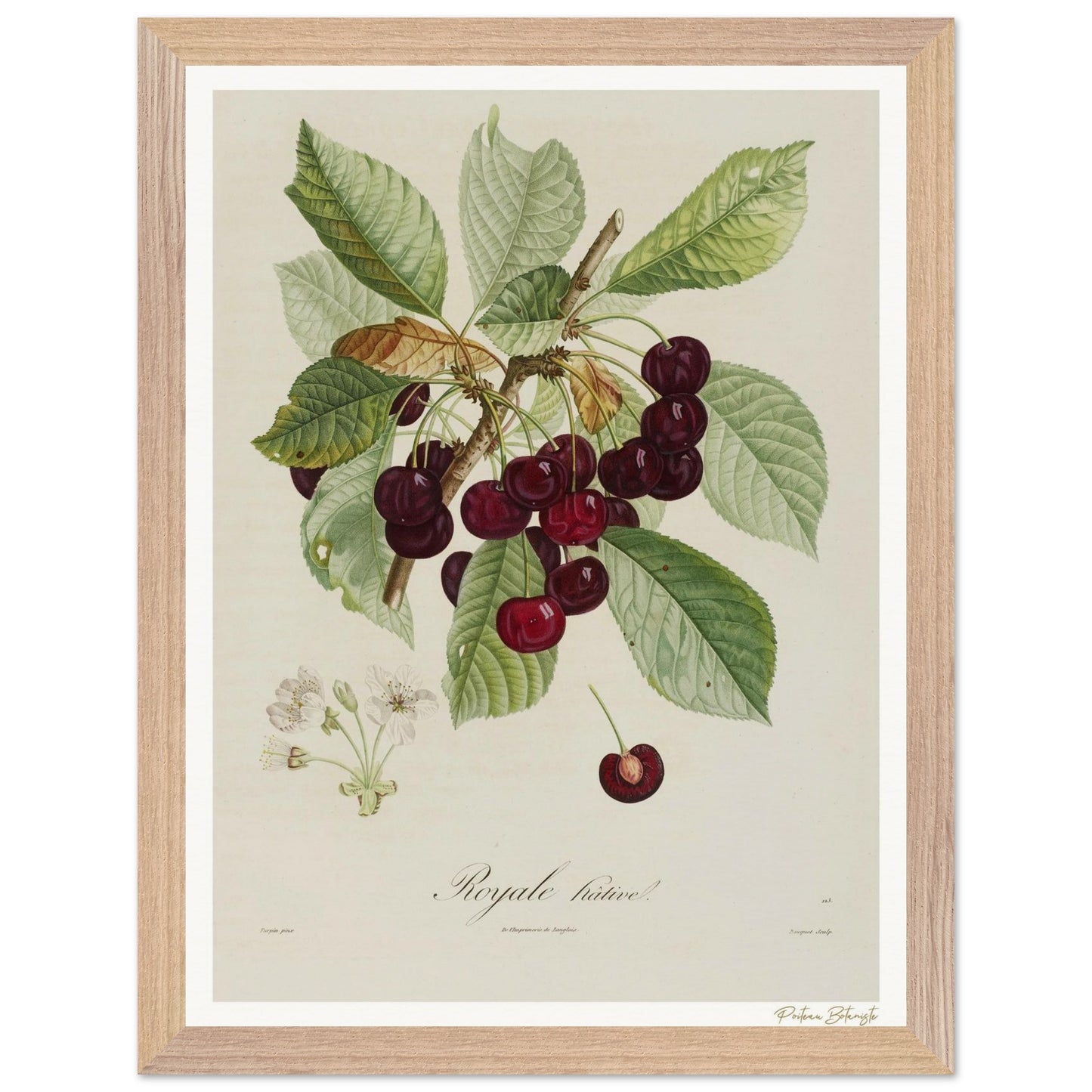 Affiche Botanique Cerise Royale Hâtive - 30x40cm, cadre bois premium