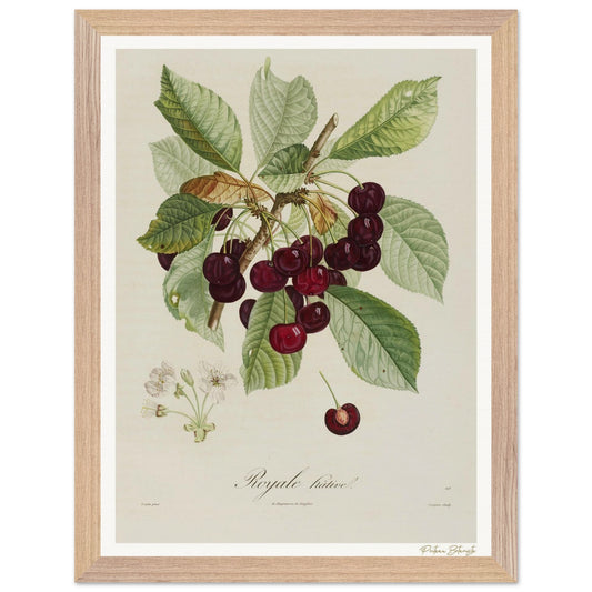 Affiche Botanique Cerise Royale Hâtive - 30x40cm, cadre bois premium