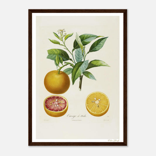 Affiche Botanique Orange de Malte - format A3, cadre bois