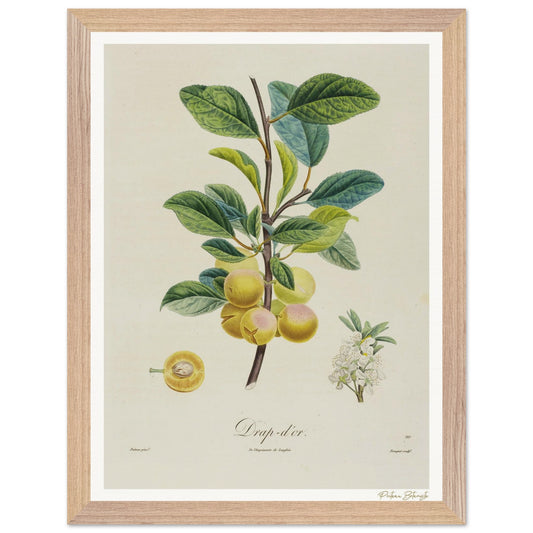 Affiche Botanique Prune Drap d'or - 30x40cm, cadre bois premium