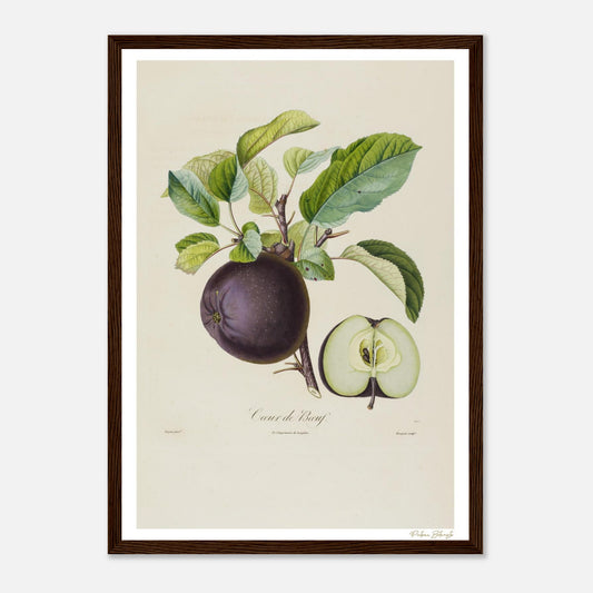 Affiche Botanique Pomme Cœur de Bœuf - format A3, cadre bois