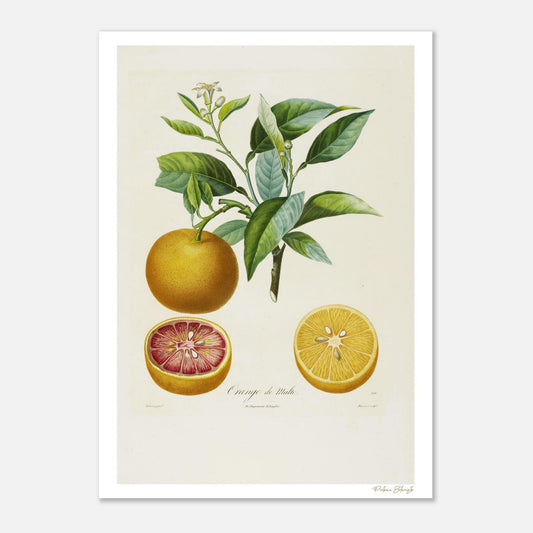 Planche botanique Orange de Malte extraite du Traité des Arbres Fruitiers. Impression Fine Art 50×70 cm, papier FSC 200g.