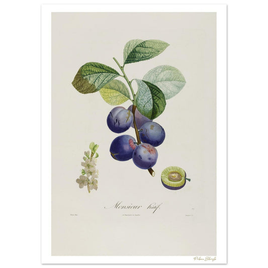 Planche botanique Fine Art 50×70 cm : Prune de Monsieur Hâtif (Prunus pictorum), variété précoce du XIXe siècle. Impression giclée 12 couleurs.