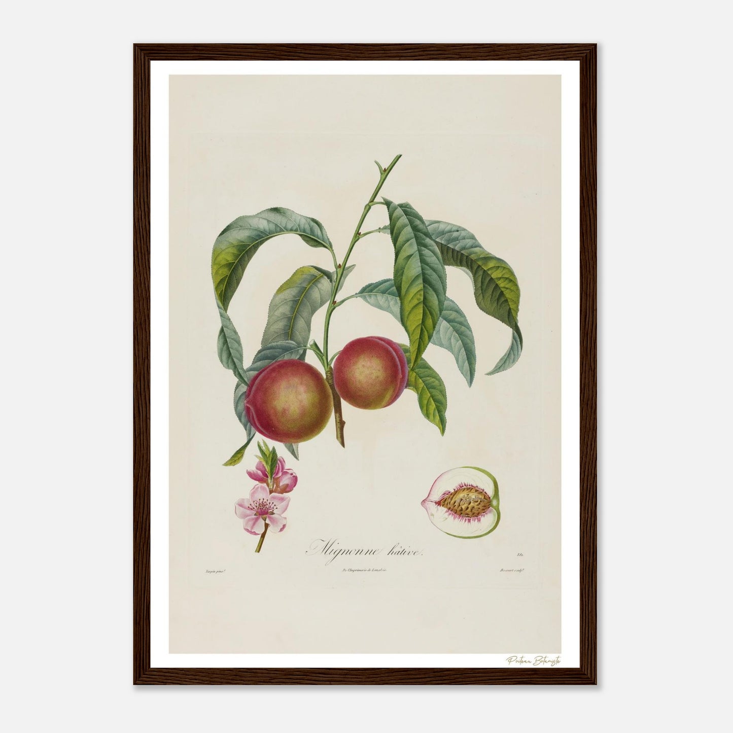Affiche Botanique Pêche Mignonne Hâtive - format A3, cadre bois