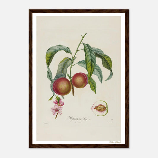 Affiche Botanique Pêche Mignonne Hâtive - format A3, cadre bois