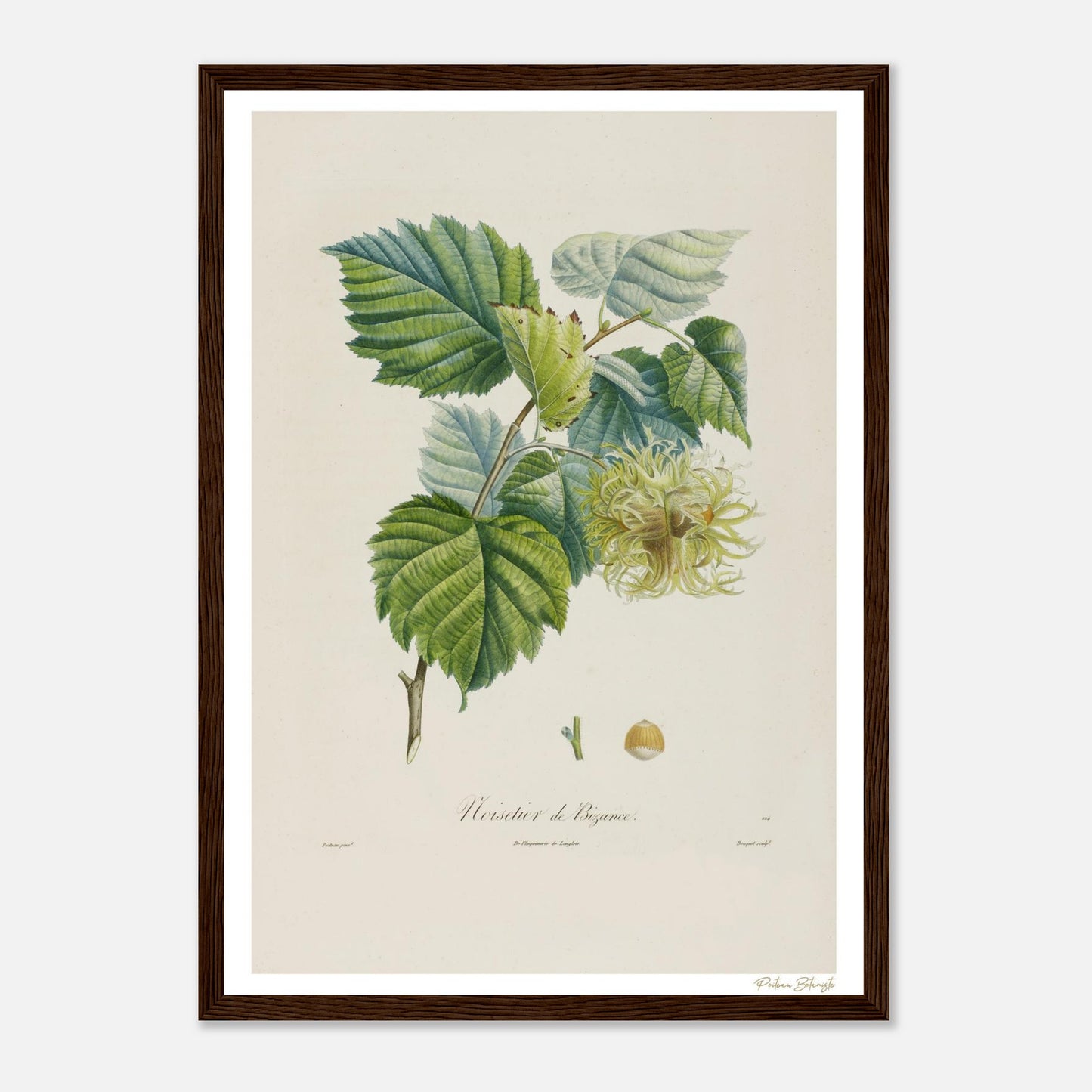 Affiche Botanique Noisetier de Byzance - format A3, cadre bois