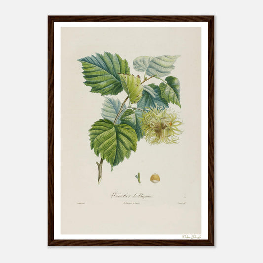 Affiche Botanique Noisetier de Byzance - format A3, cadre bois