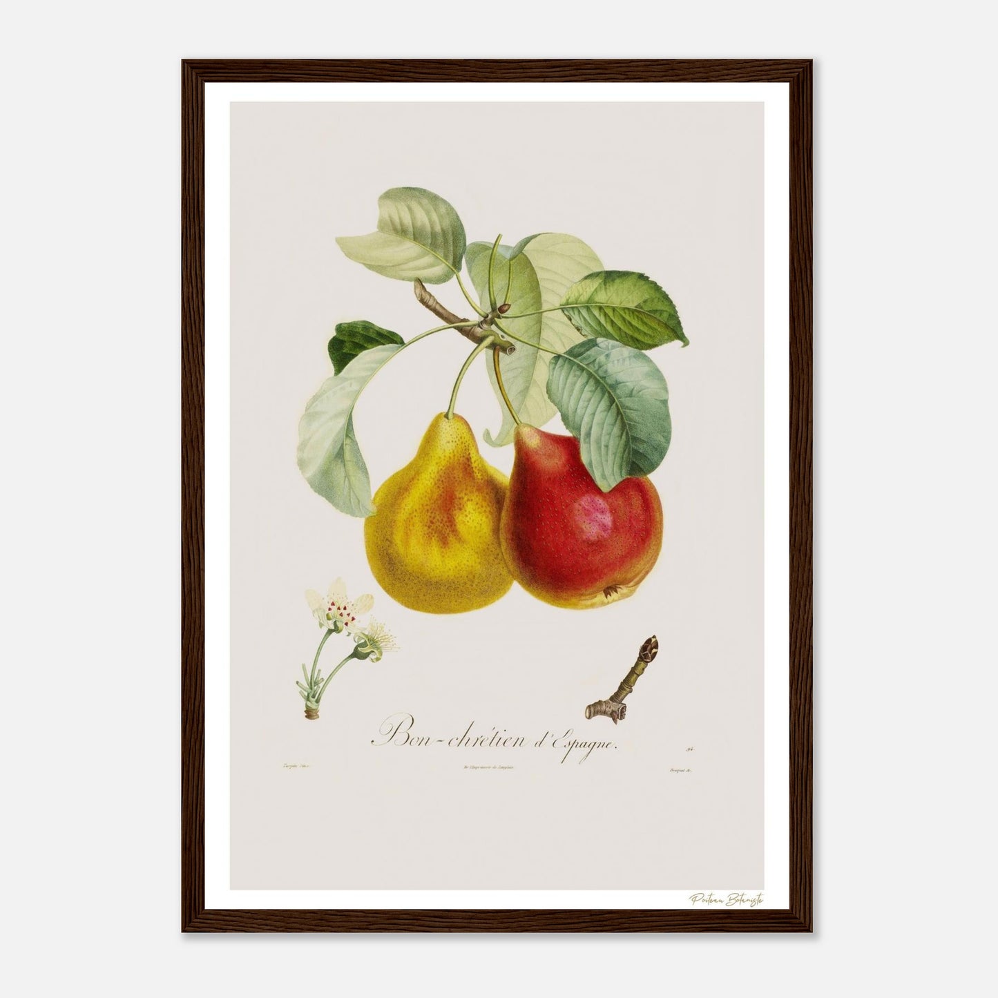 Affiche Botanique Poire Bon Chrétien d'Espagne - format A3, cadre bois