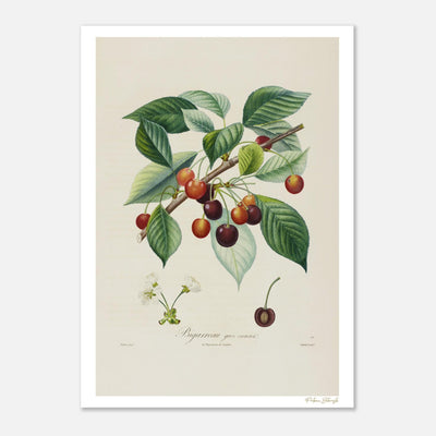 Affiche Botanique Cerise Bigarreau Gros Cœuret - 50x70cm