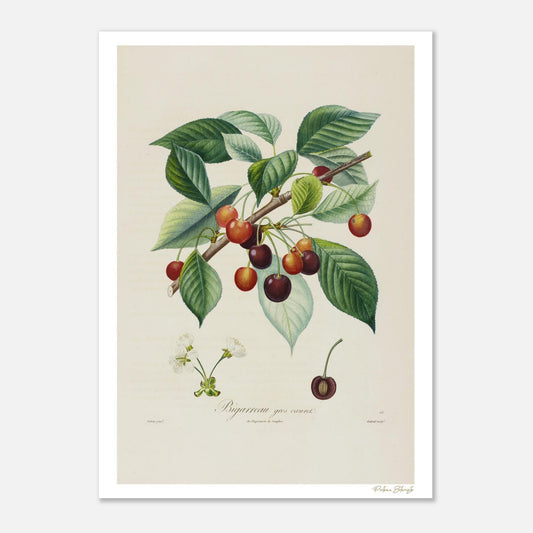 Planche botanique Cerise Bigarreau Gros Cœuret, Poiteau & Turpin. Impression Fine Art 50×70 cm. Art botanique XIXe siècle pour décoration raffinée.
