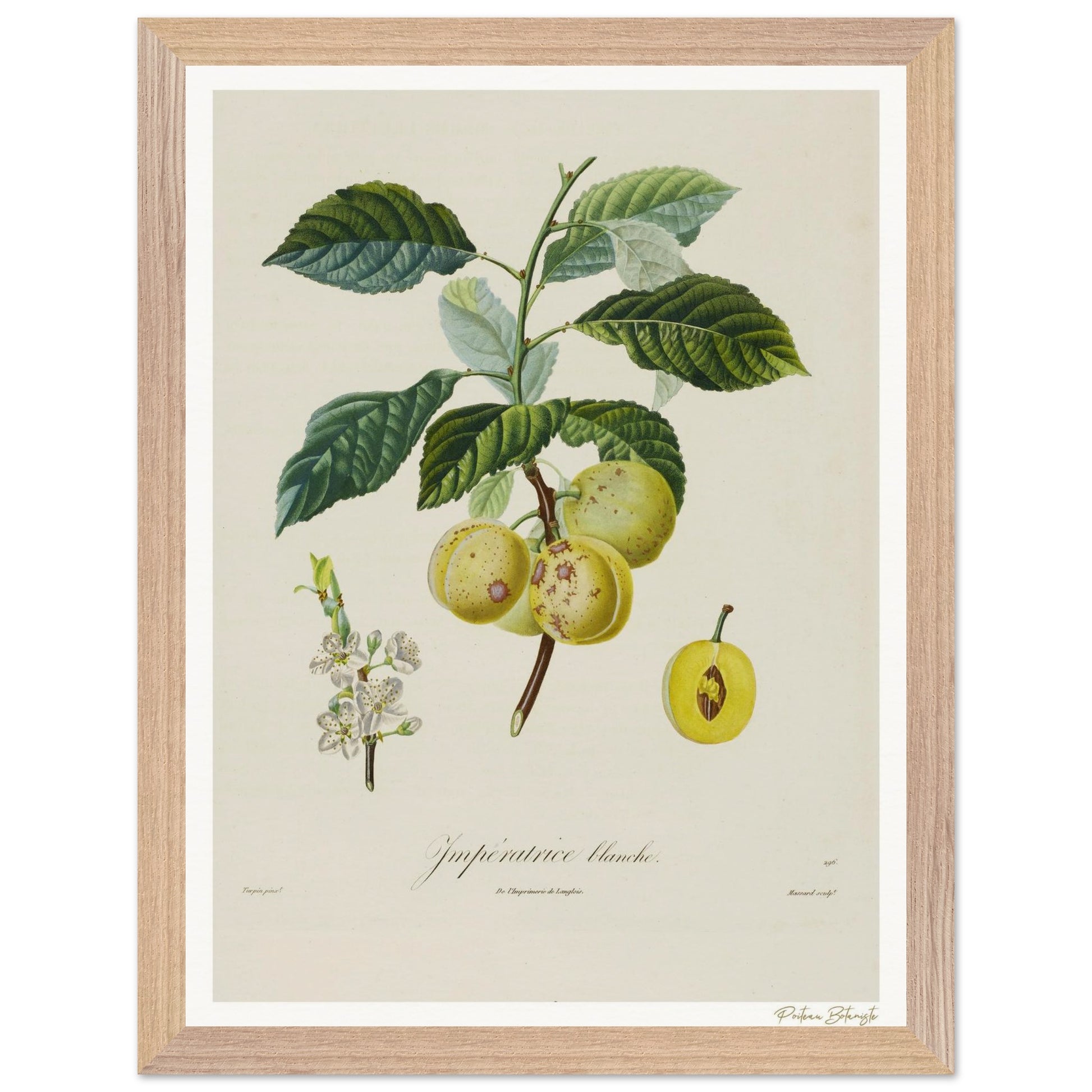 Affiche Botanique Prune Impératrice Blanche - 30x40cm, cadre bois premium