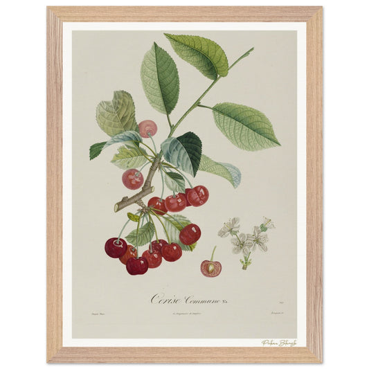 Affiche Botanique Cerise Commune - 30x40cm, cadre bois premium