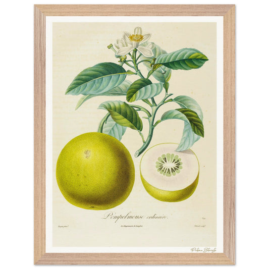 Affiche Botanique Pompelmouse - 30x40cm, cadre bois premium