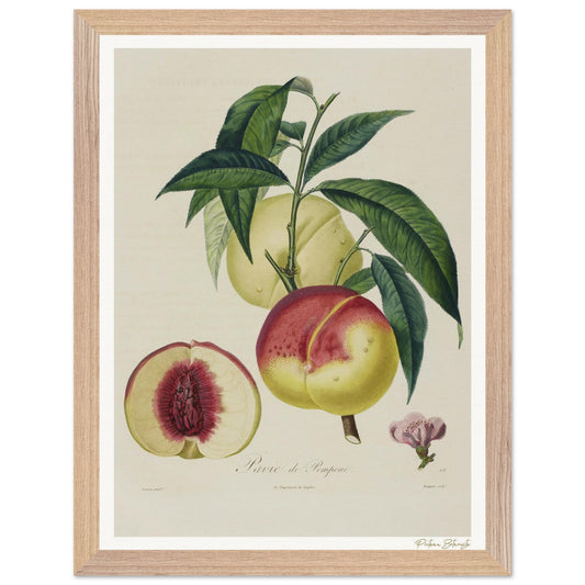 Affiche Botanique Pêche Pavie de Pomponne - 30x40cm, cadre bois premium