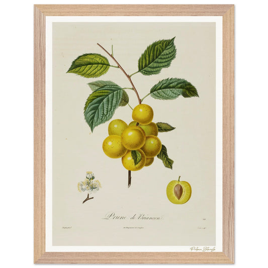 Affiche Botanique Prune de Briançon - 30x40cm, cadre bois premium