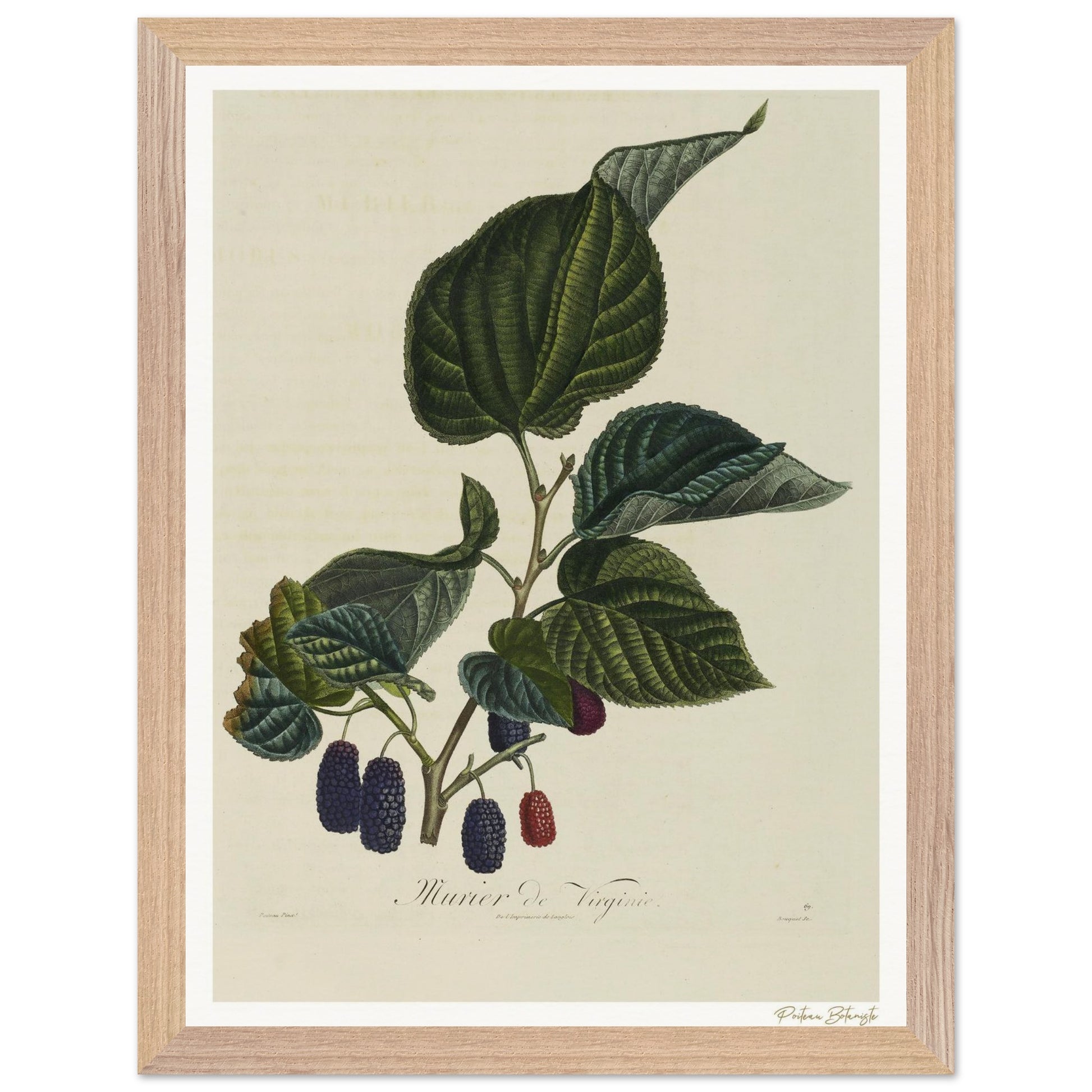 Affiche Botanique Mûrier de Virginie - 30x40cm, cadre bois premium