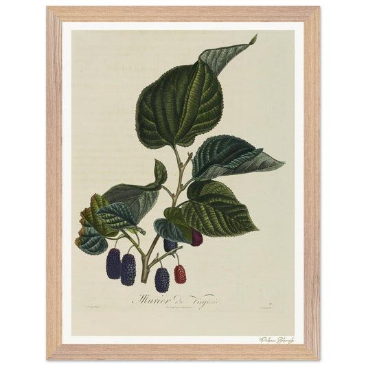 Affiche Botanique Mûrier de Virginie - 30x40cm, cadre bois premium