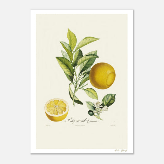 Planche botanique Orange Bigarrade Couronnée, impression Fine Art 50×70 cm. Fruit couronné rare, gravure Poiteau & Turpin, art mural haut de gamme.