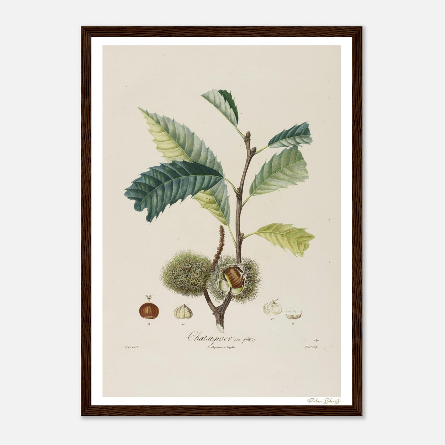 Affiche Botanique Châtaignier en Fruit - format A3, cadre bois