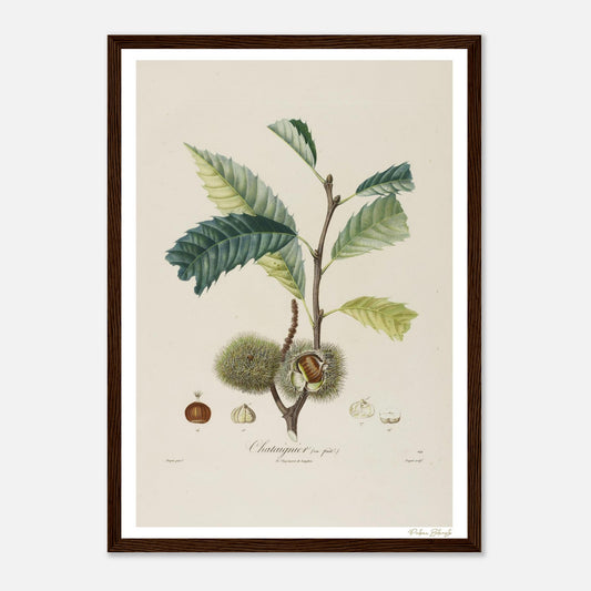 Affiche Botanique Châtaignier en Fruit - format A3, cadre bois