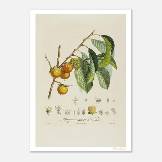 Affiche Botanique Kaki - Plaqueminier de Virginie - 50x70cm