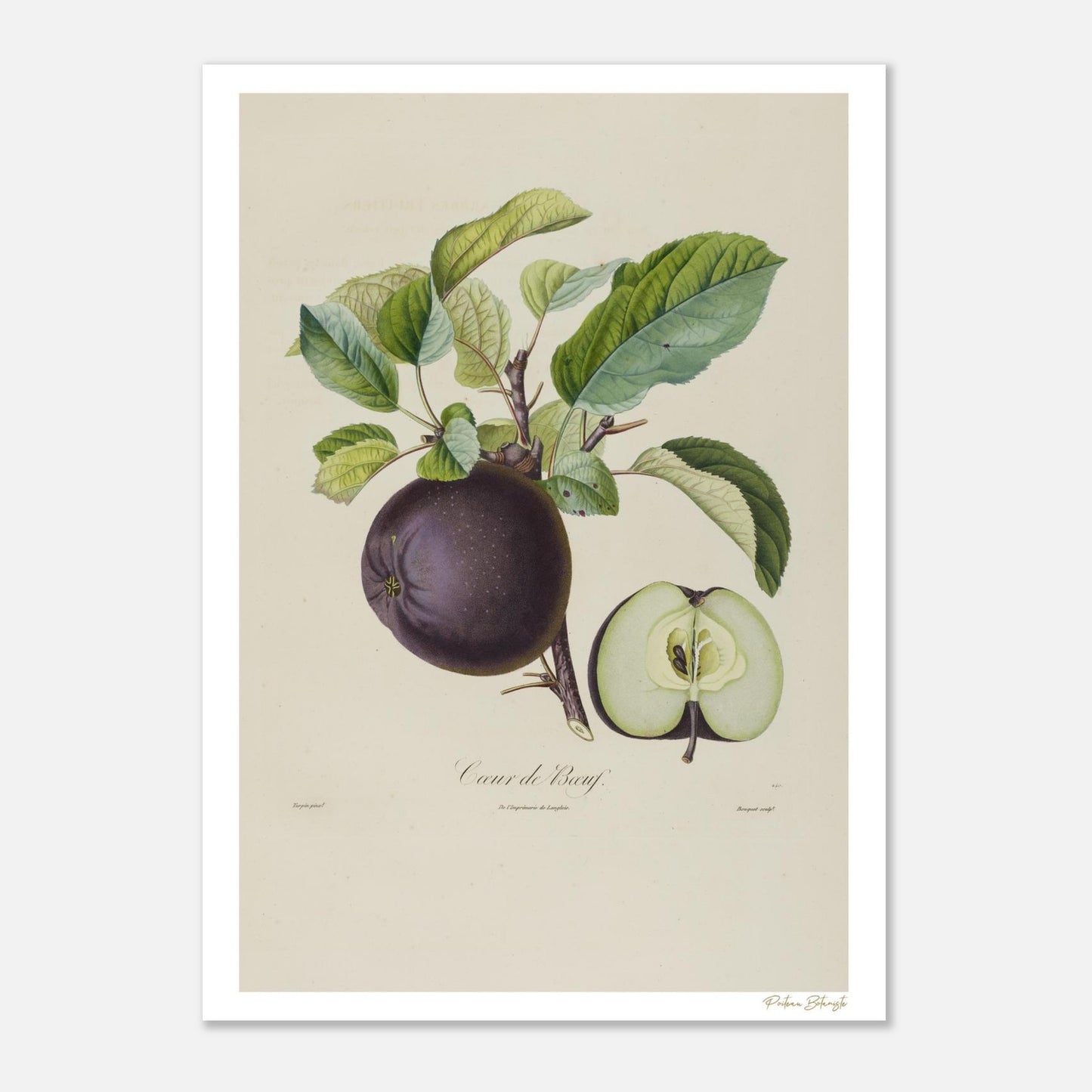 Planche botanique Fine Art 50×70 cm : Pomme Calville Cœur de Bœuf. Illustration scientifique XIXe siècle extraite du Traité des Arbres Fruitiers.