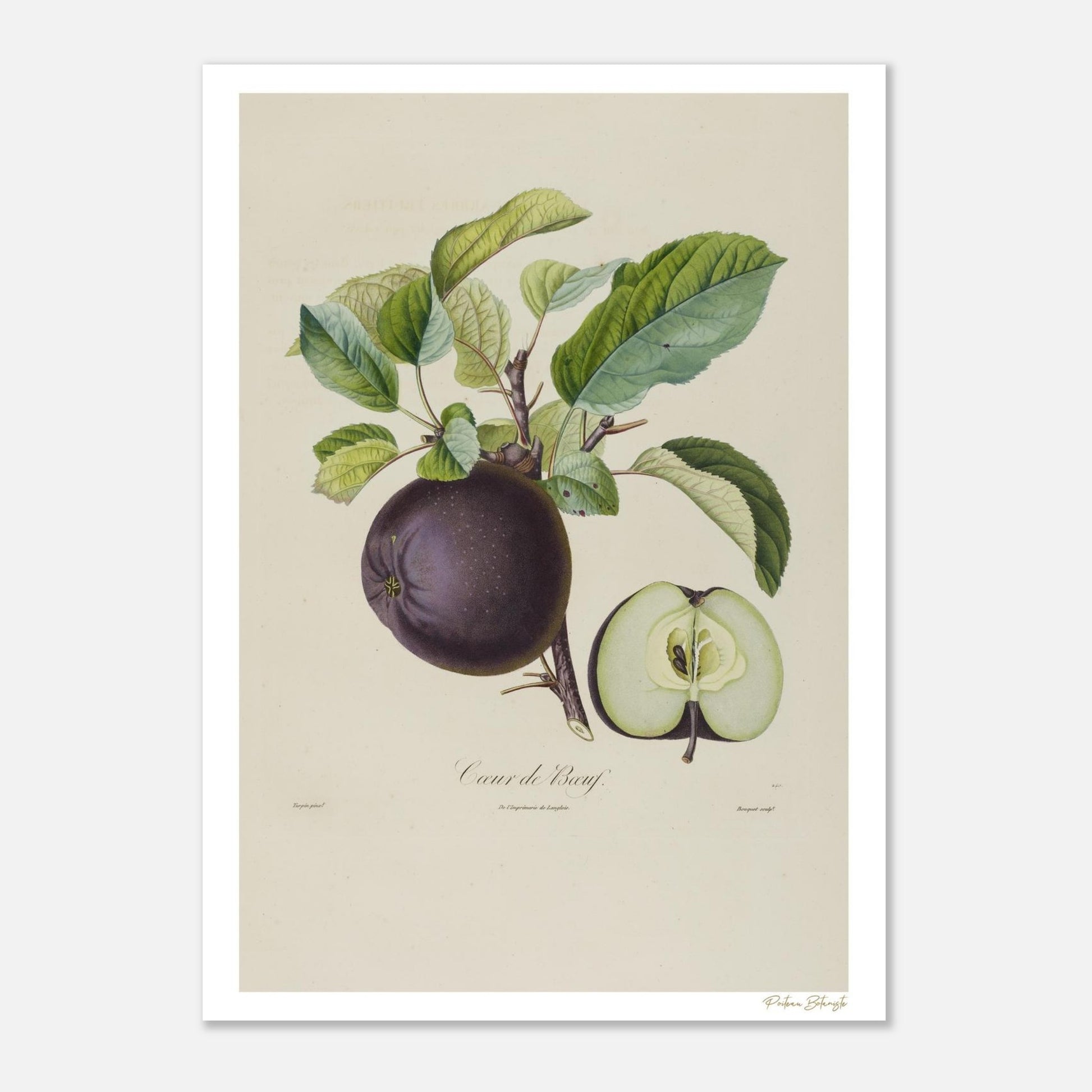 Planche botanique Fine Art 50×70 cm : Pomme Calville Cœur de Bœuf. Illustration scientifique XIXe siècle extraite du Traité des Arbres Fruitiers.