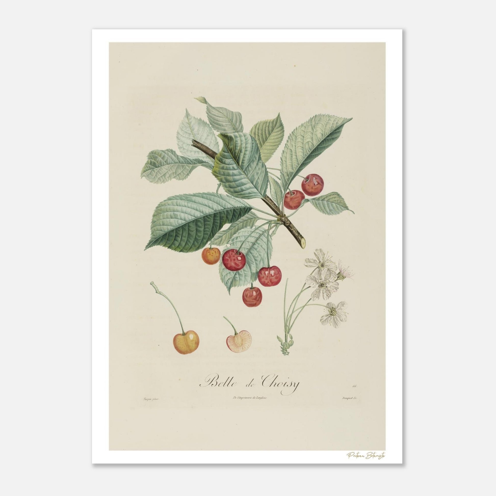 Planche botanique Belle de Choisy, cerise rare du XVIIIe siècle. Affiche Fine Art 50×70 cm, impression giclée 12 couleurs. Cadeau collector.
