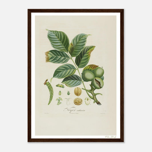 Affiche Botanique Noyer ordinaire - format A3, cadre bois