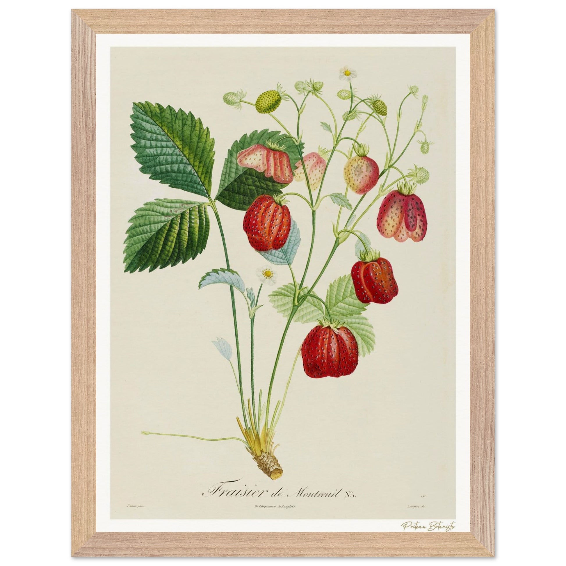 Affiche Botanique Fraisier de Montreuil - 30x40cm, cadre bois premium