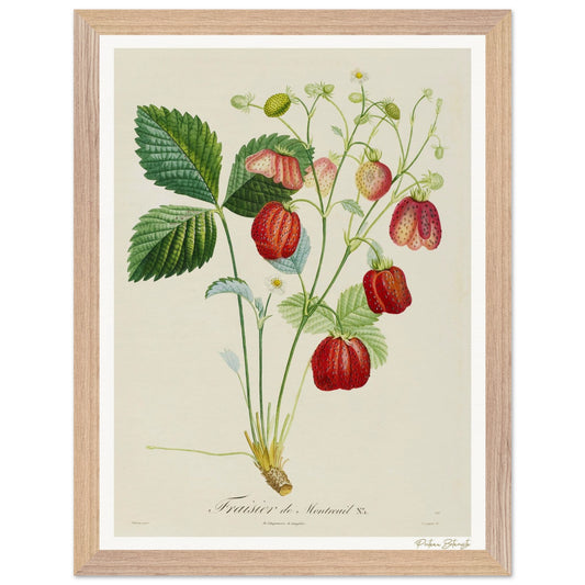 Affiche Botanique Fraisier de Montreuil - 30x40cm, cadre bois premium