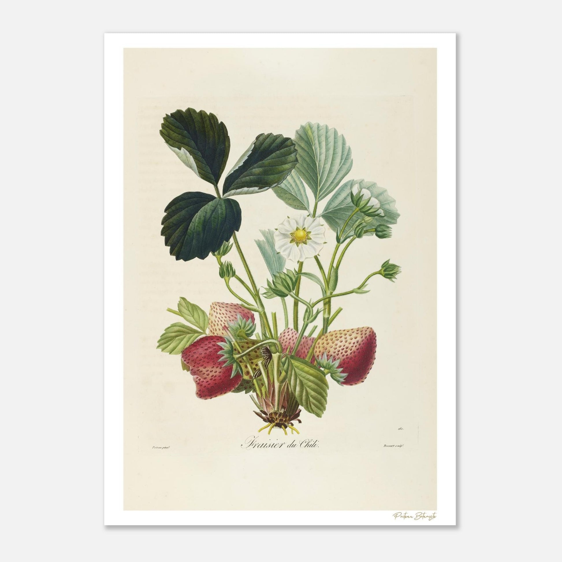 Planche botanique du Fraisier du Chili (Fragaria Chilensis). Impression Fine Art 50×70 cm. Illustration Poiteau & Turpin, patrimoine botanique.