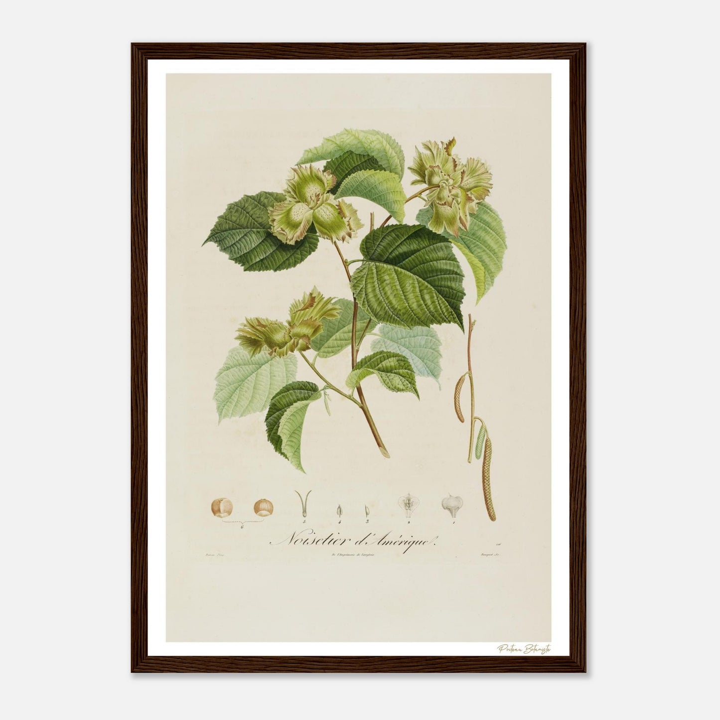 Affiche Botanique Noisetier d'Amérique - format A3, cadre bois
