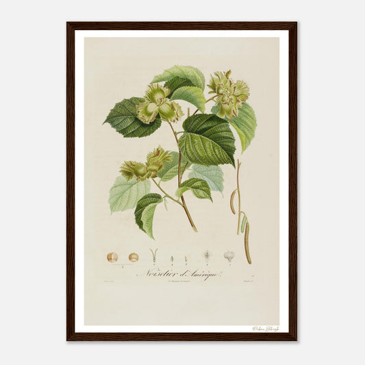 Affiche Botanique Noisetier d'Amérique - format A3, cadre bois
